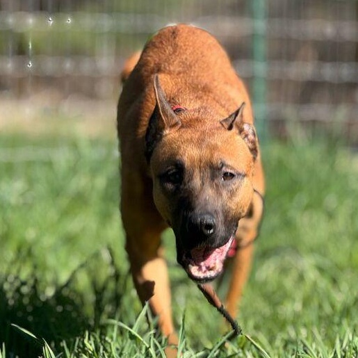 Fireball, a Adoptable mixed breed in Winthrop Harbor, IL image 2/5