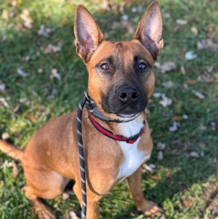 Fireball, a Adoptable mixed breed in Winthrop Harbor, IL image 1/5