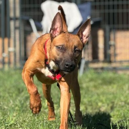 Fireball, a Adoptable mixed breed in Winthrop Harbor, IL image 5/5