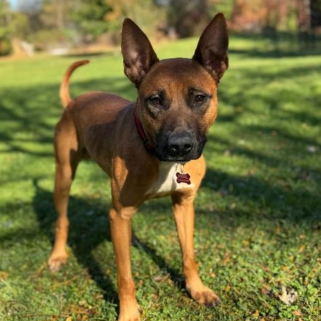 Fireball, a Adoptable mixed breed in Winthrop Harbor, IL image 3/5