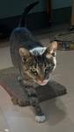 Liberty, Adoptable, Kitten Female Domestic Short Hair.