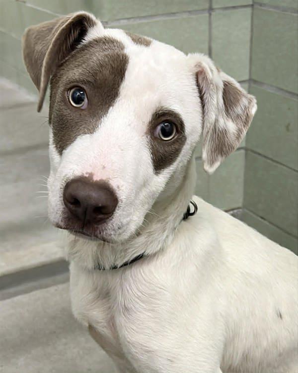 Enlarge Oakley, a Adoptable mixed breed in Novato, CA image 1/1