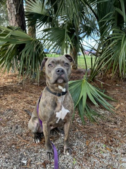 MAGDA, Adoptable, Adult Female Pit Bull Terrier.