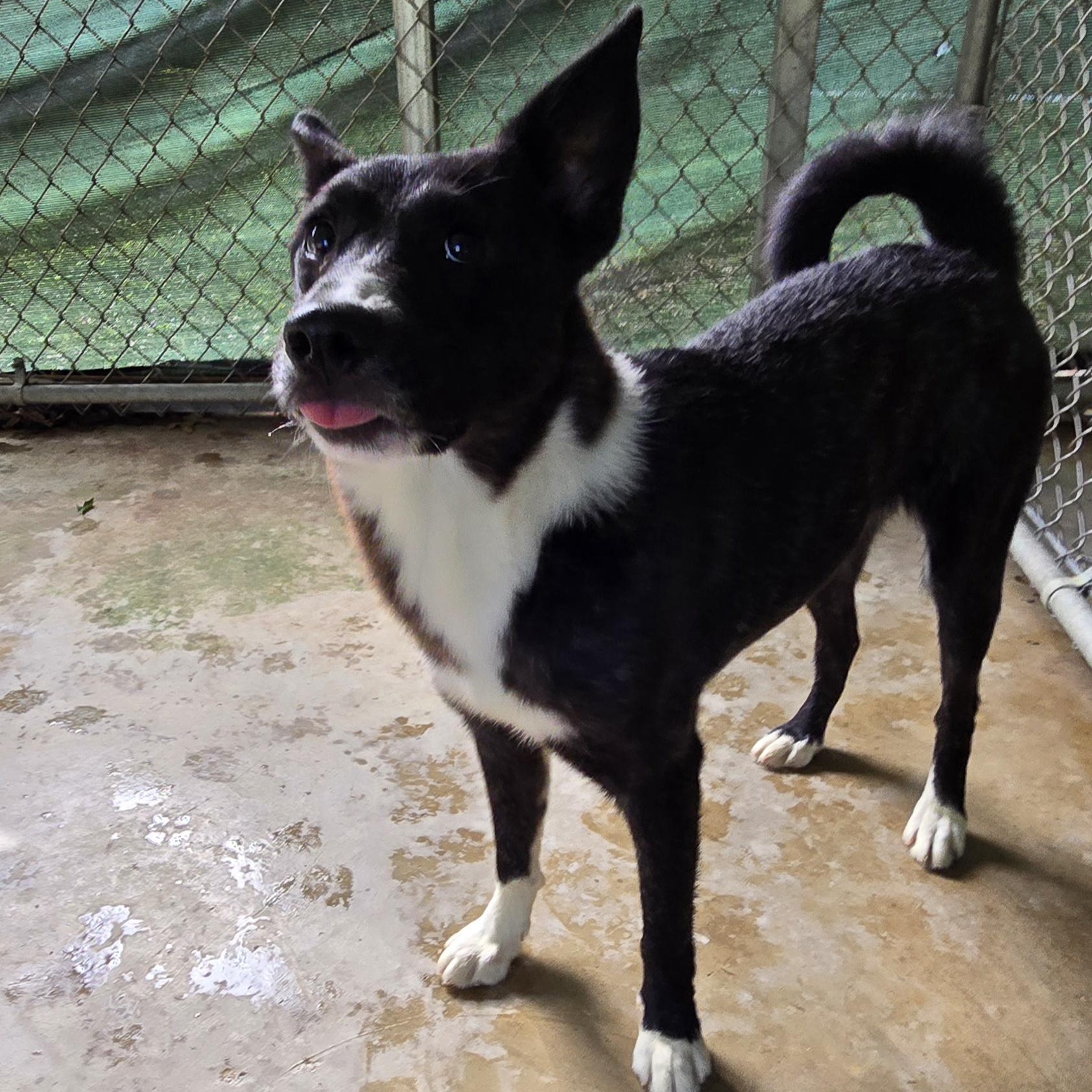 Enlarge Eve, a Adoptable mixed breed in Rossville, TN image 3/4