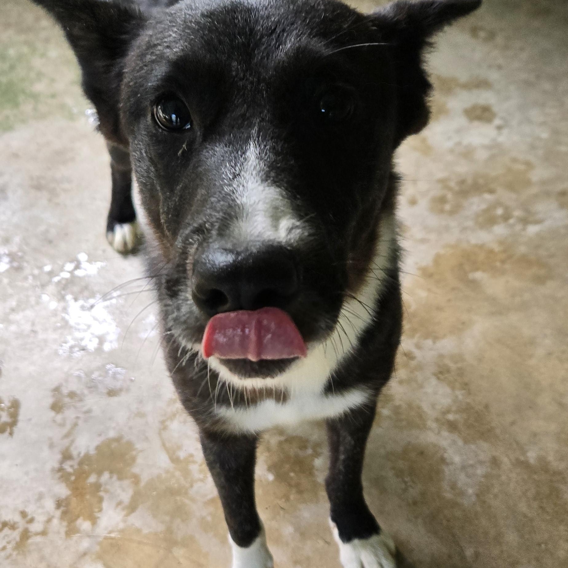 Enlarge Eve, a Adoptable mixed breed in Rossville, TN image 4/4
