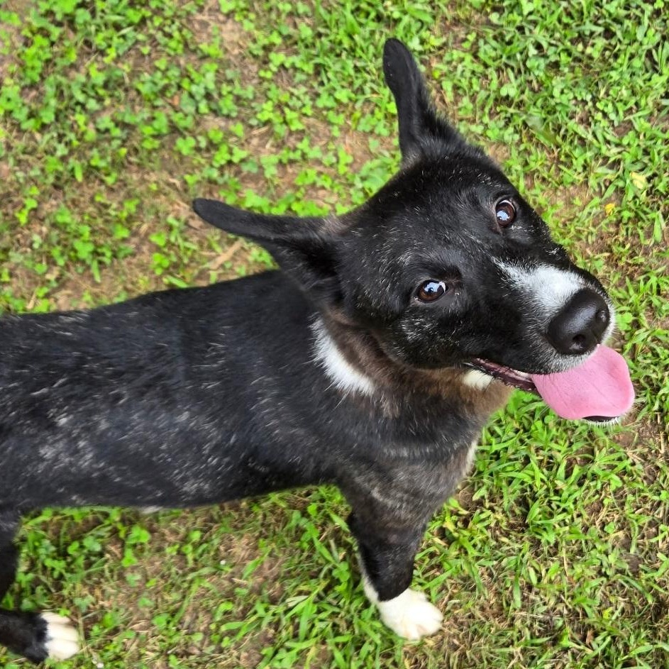 Eve, Adoptable, Young Female Mixed Breed & Collie.