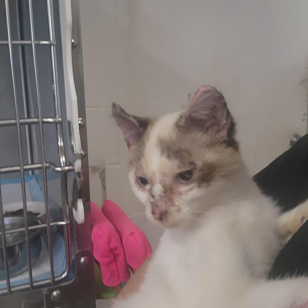 Eloise — thumbnail 2