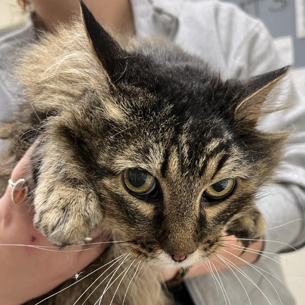 Mr. Flufferton, Adoptable, Senior Male Domestic Long Hair.