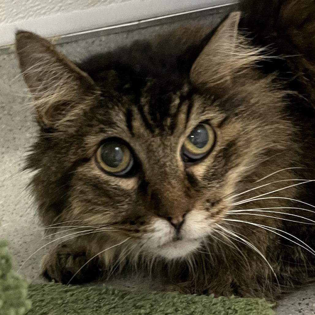 Enlarge Mr. Flufferton, a Adoptable Domestic Long Hair in Murray, UT image 2/2