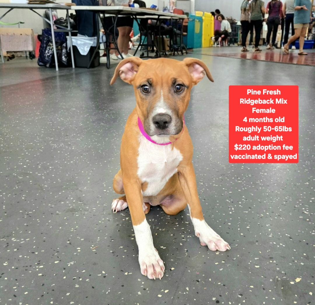 Enlarge Pine Fresh, a ADOPTABLE mixed breed in Oviedo, FL image 1/1