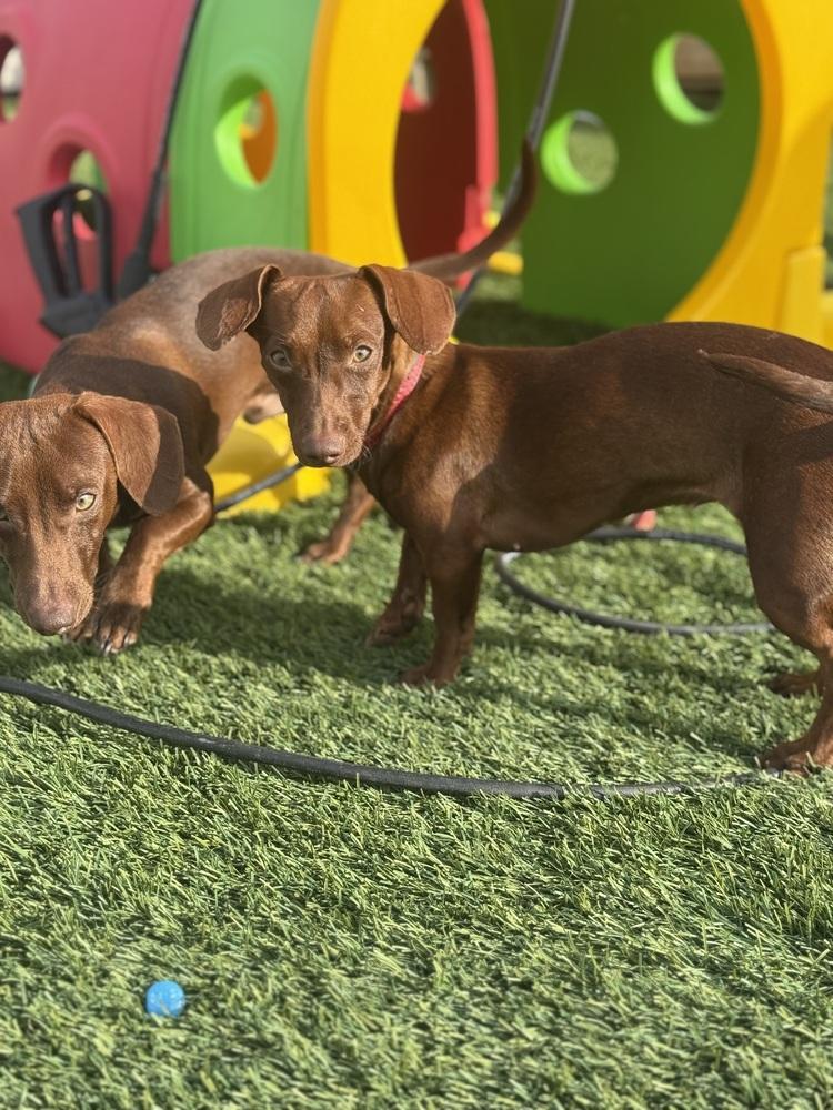 Axis, a Adoptable Dachshund in Denver, CO image 1/6