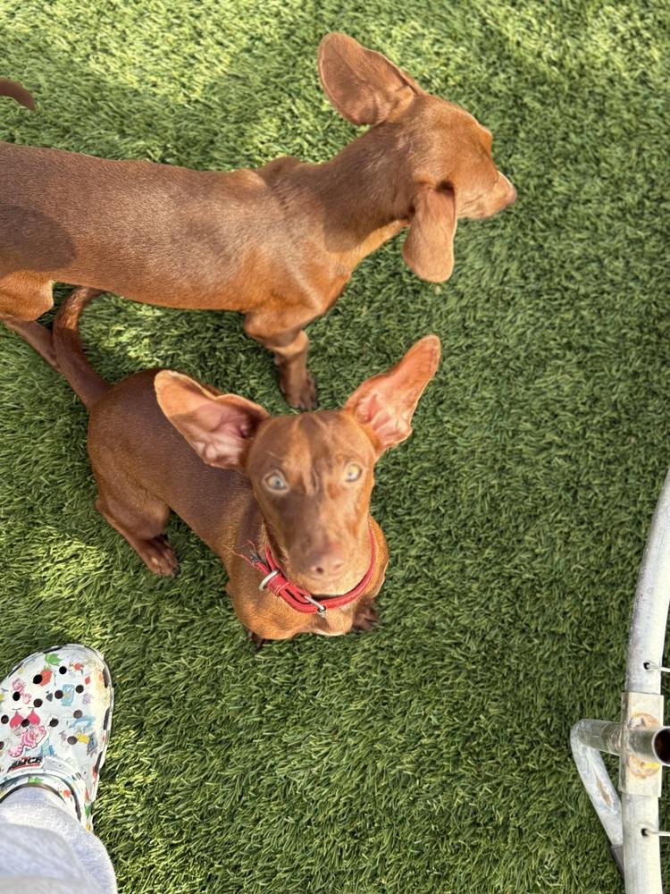 Axis, a Adoptable Dachshund in Denver, CO image 3/6