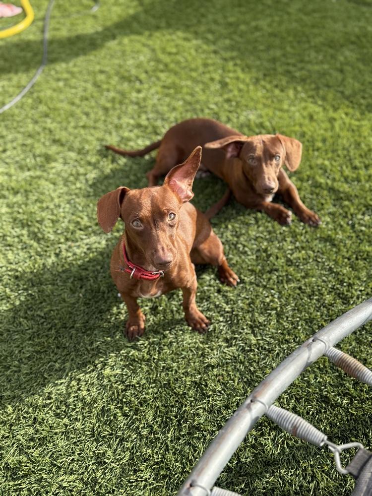 Axis, a Adoptable Dachshund in Denver, CO image 4/6