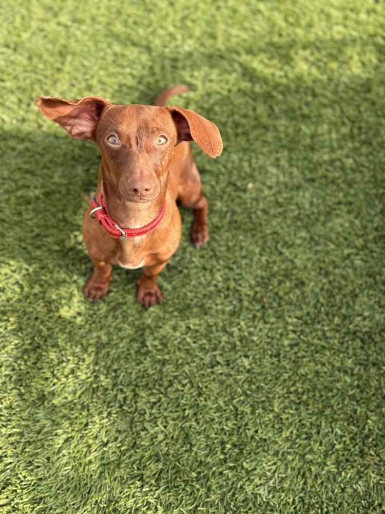 Axis, a Adoptable Dachshund in Denver, CO image 5/6