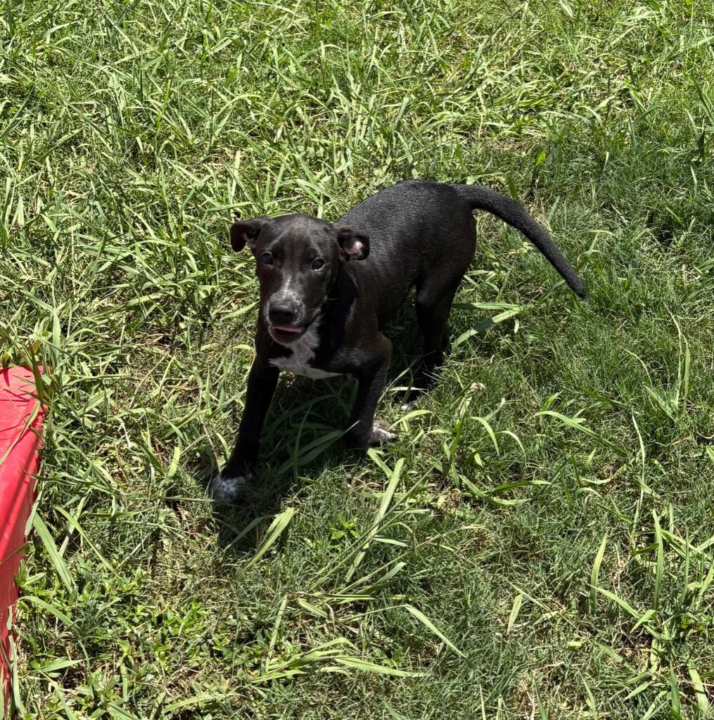 Spencer, Adoptable, Puppy Male Mixed Breed.