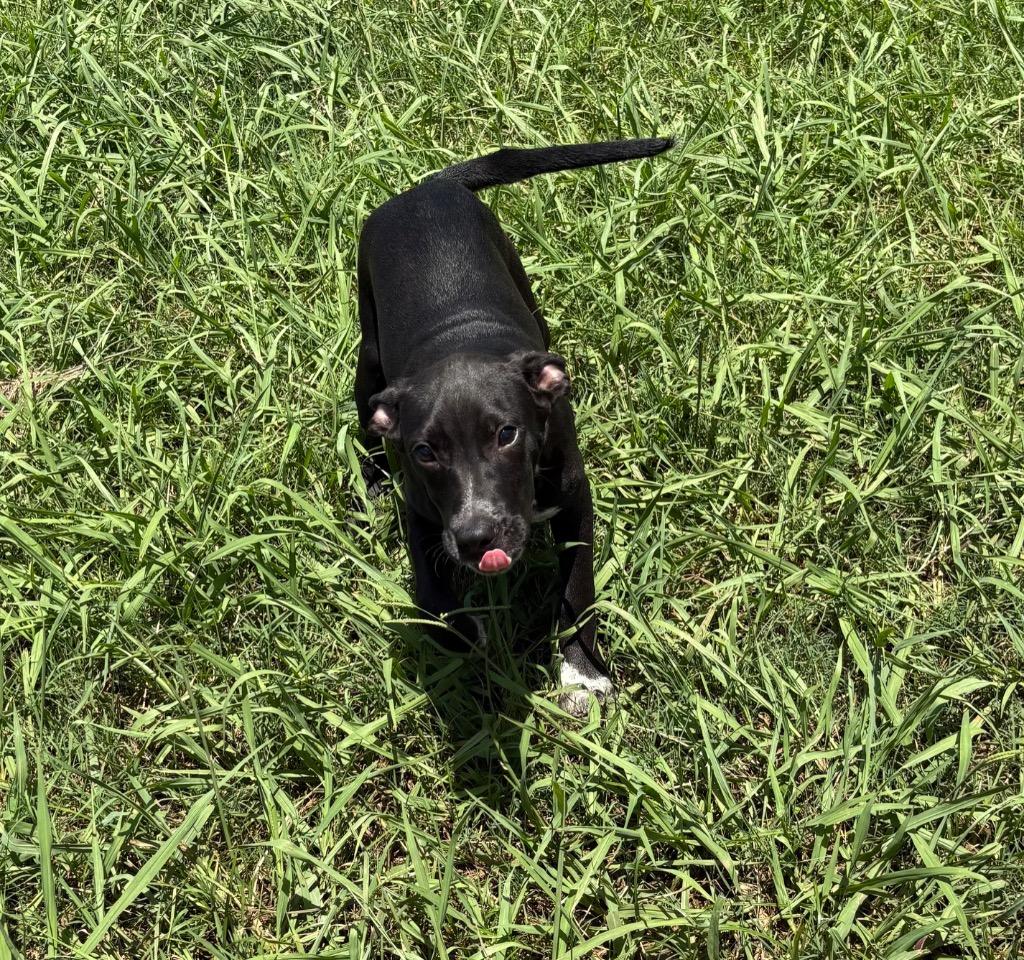 Spencer, a Adoptable Mixed Breed in Bossier City, LA image 2/3