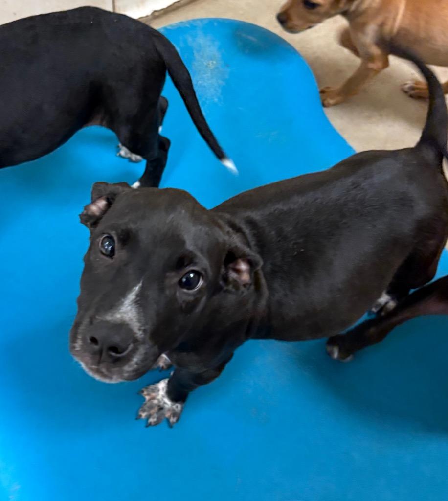 Spencer, a Adoptable Mixed Breed in Bossier City, LA image 3/3