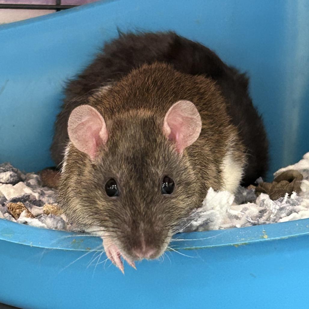 Cindy, Adoptable, Young Female Rat.