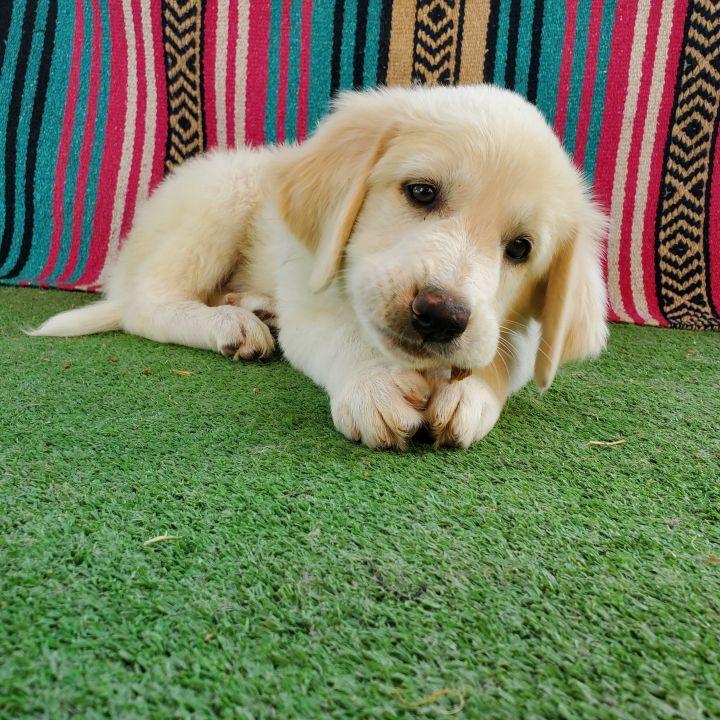 Enlarge Graham, a Adopted mixed breed in Bakersfield, CA image 2/6