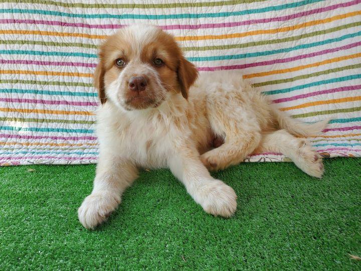 Enlarge Graham, a Adopted mixed breed in Bakersfield, CA image 3/6