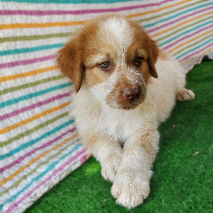 Enlarge Graham, a Adopted mixed breed in Bakersfield, CA image 4/6