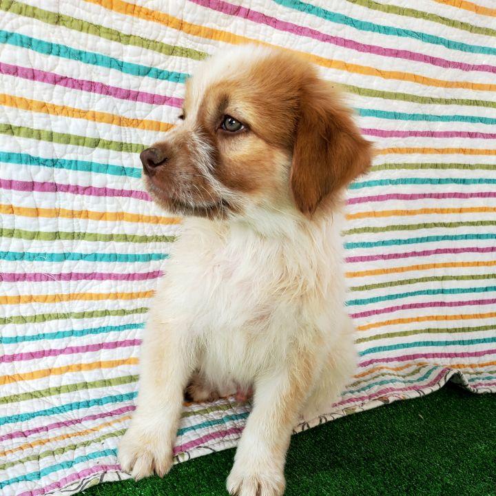 Enlarge Graham, a Adopted mixed breed in Bakersfield, CA image 6/6