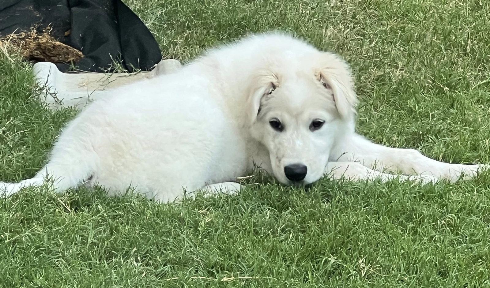 Marley, Adopted, Puppy Male Great Pyrenees.