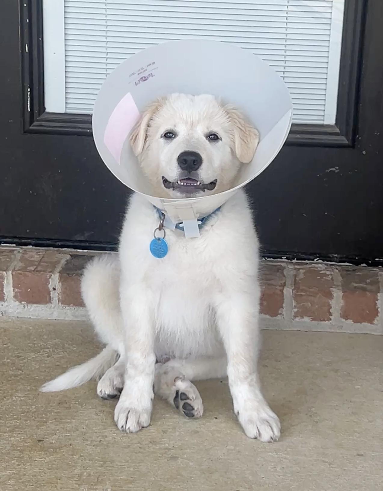 Marley, a Adoptable Great Pyrenees in Garland, TX image 1/3