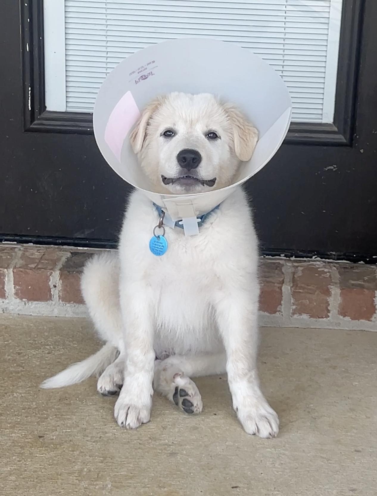 Marley, a Adoptable Great Pyrenees in Garland, TX image 2/3