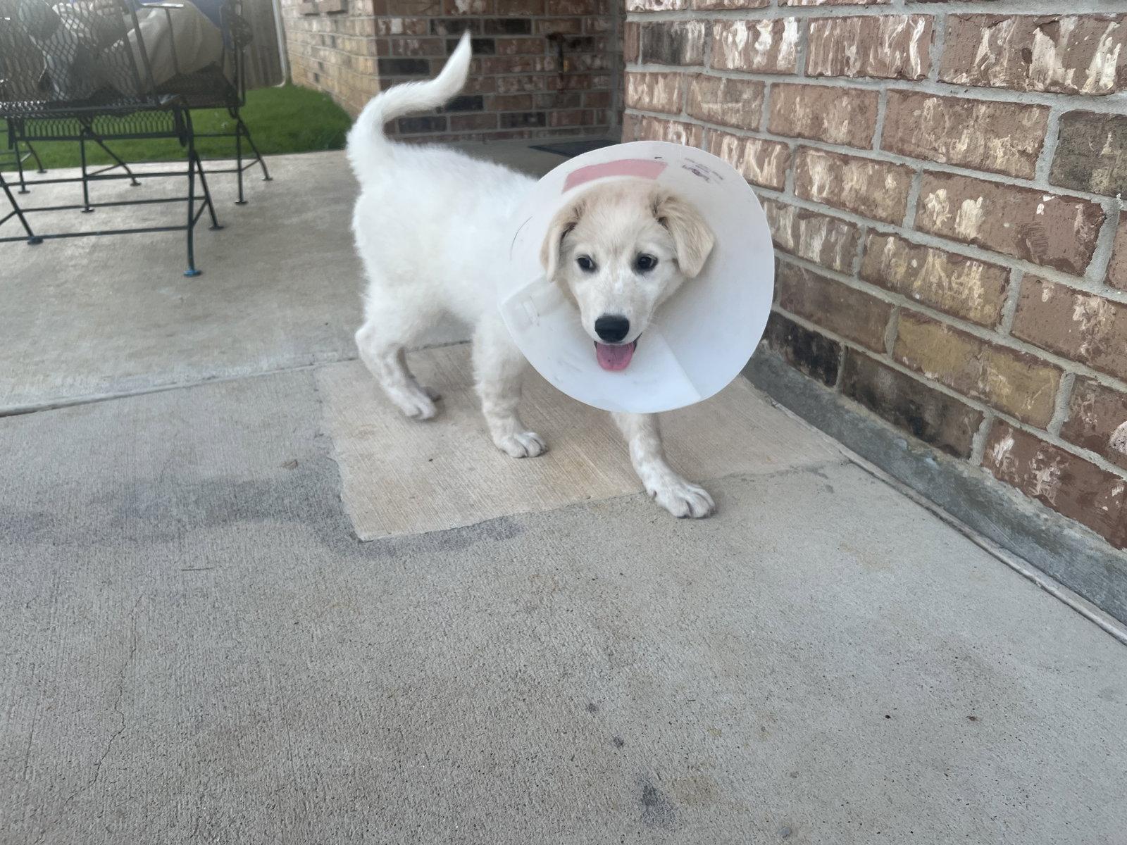 Marley, a Adoptable Great Pyrenees in Garland, TX image 3/3