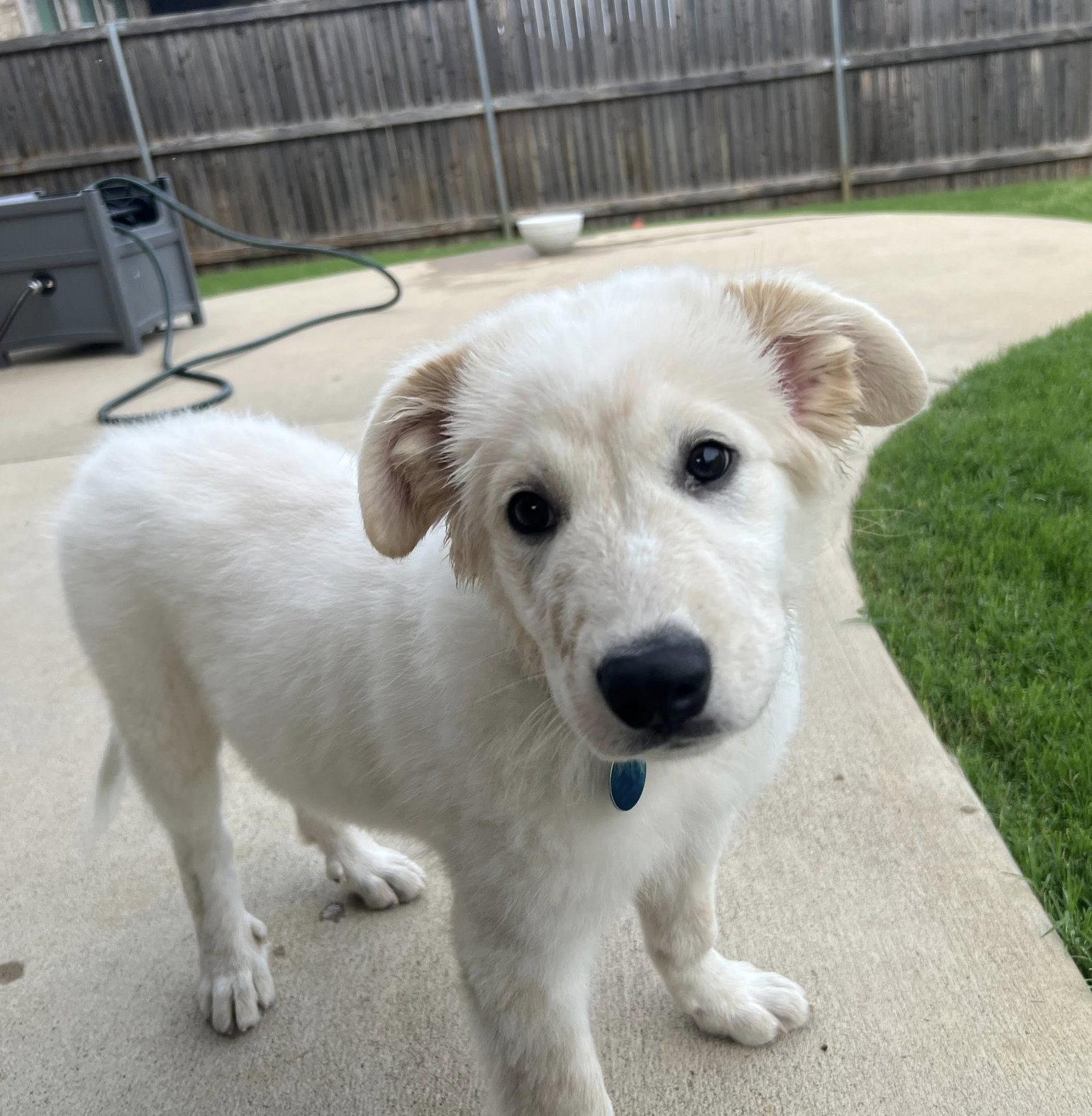 Enlarge Marley, a Adopted Great Pyrenees in Garland, TX image 3/3