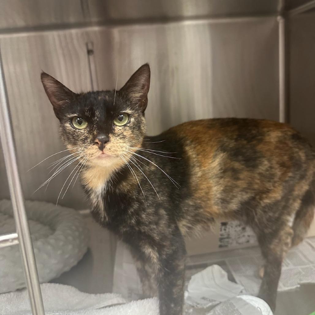 Cookie, Adoptable, Young Female Domestic Short Hair.