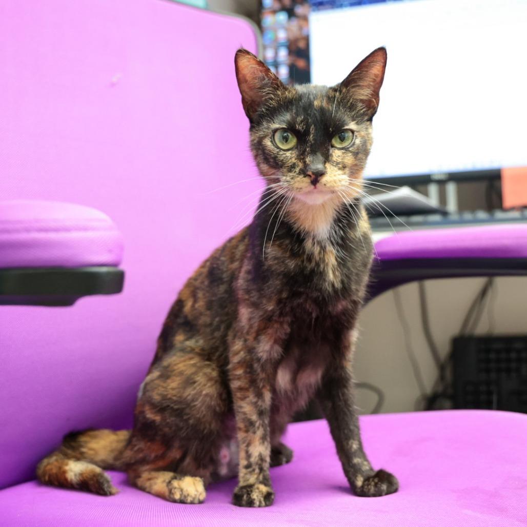 Enlarge Cookie, a Adoptable Domestic Short Hair in Santa Barbara, CA image 2/2