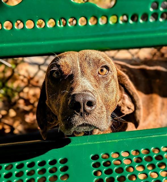 RUCKER, Adoptable, Adult Male Plott Hound.
