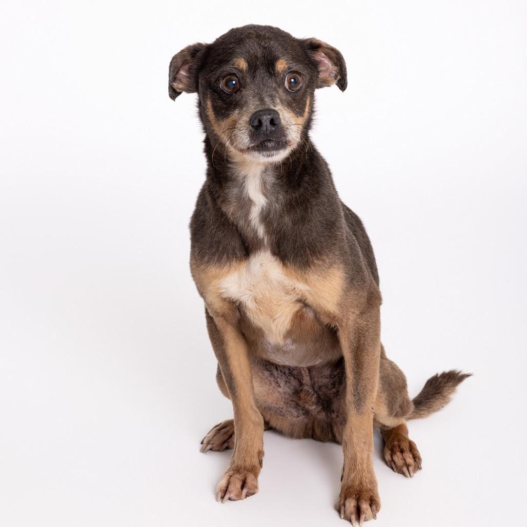 Rocky, Adoptable, Senior Male Mixed Breed.