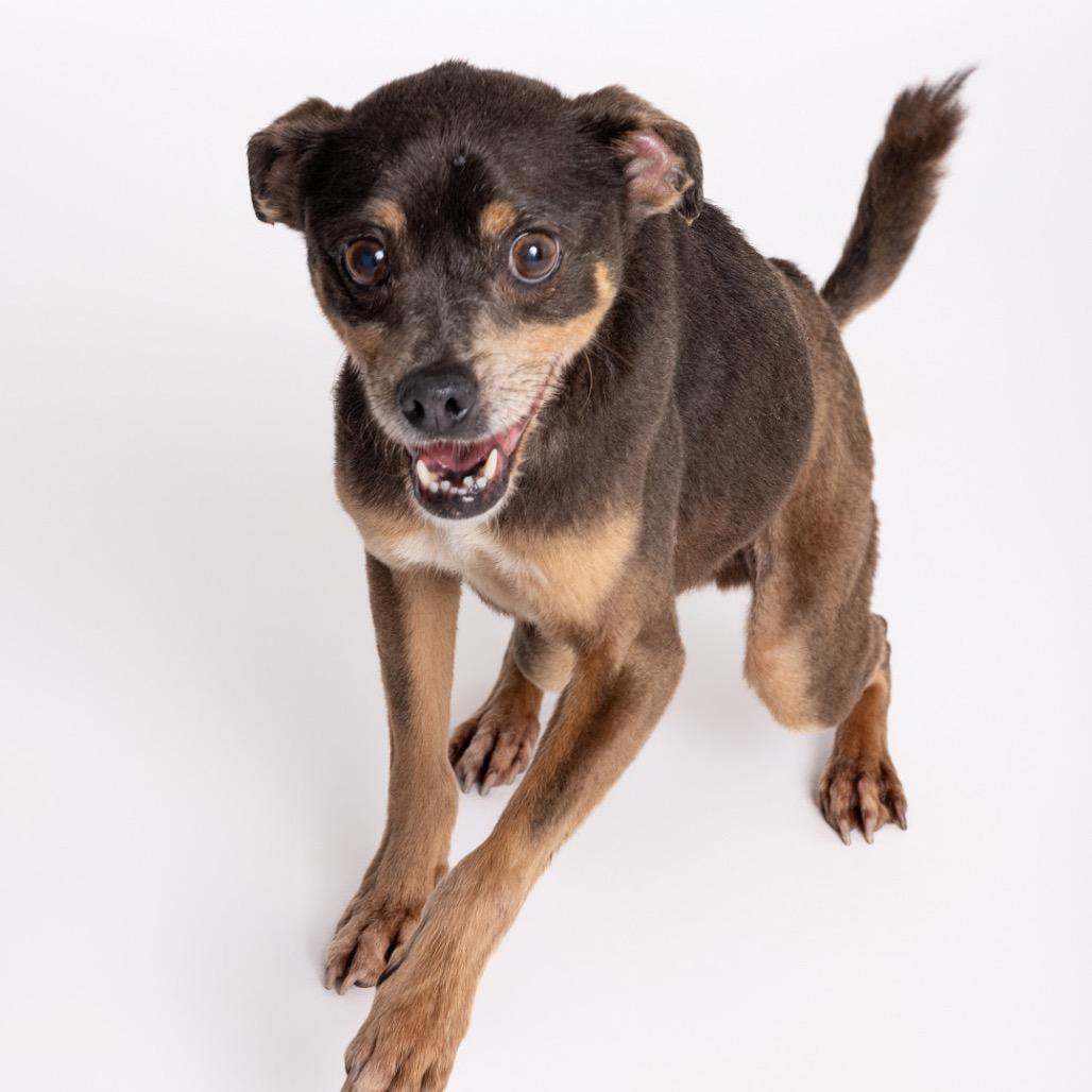 Rocky, a Adoptable Mixed Breed in Leander, TX image 2/5