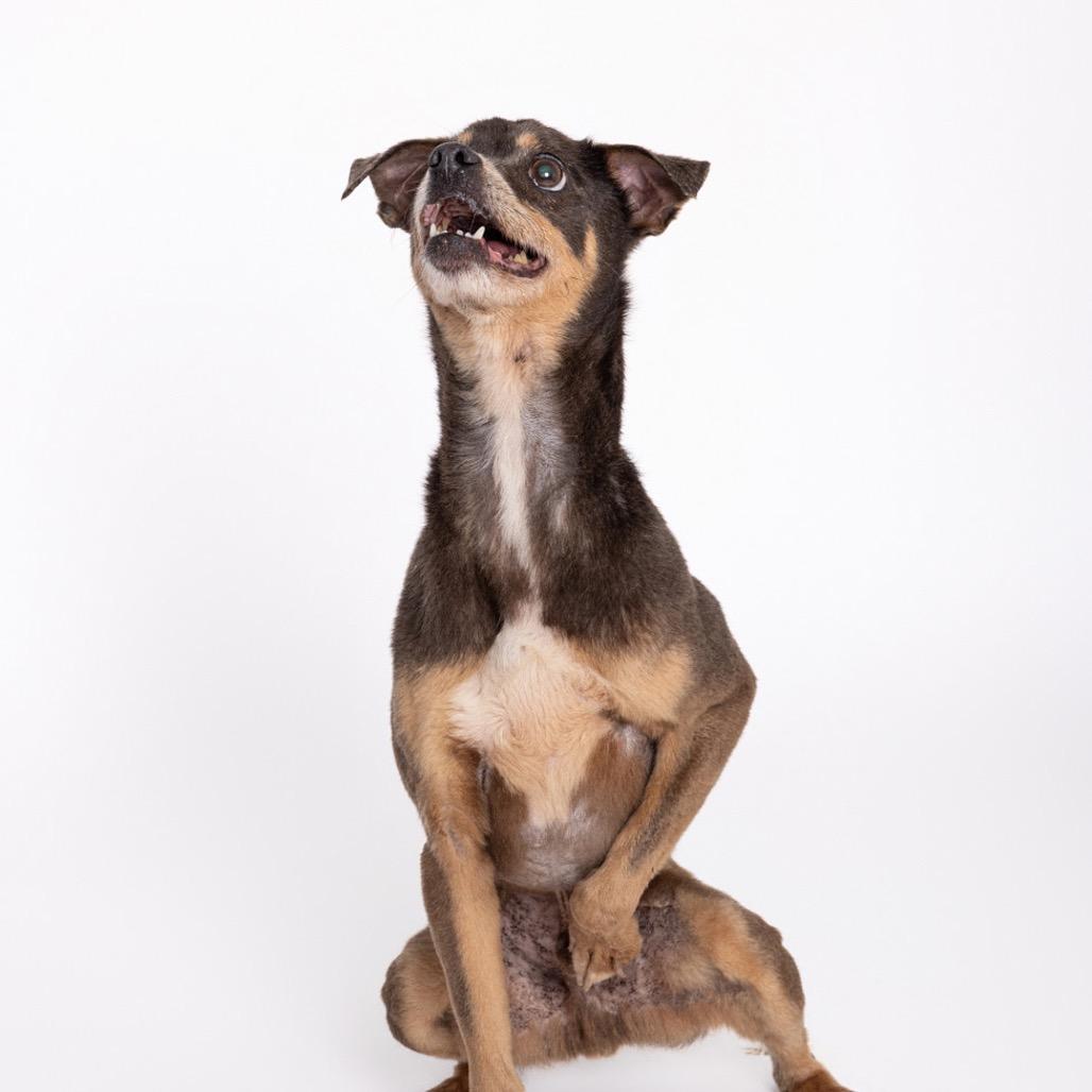 Rocky, a Adoptable Mixed Breed in Leander, TX image 4/5