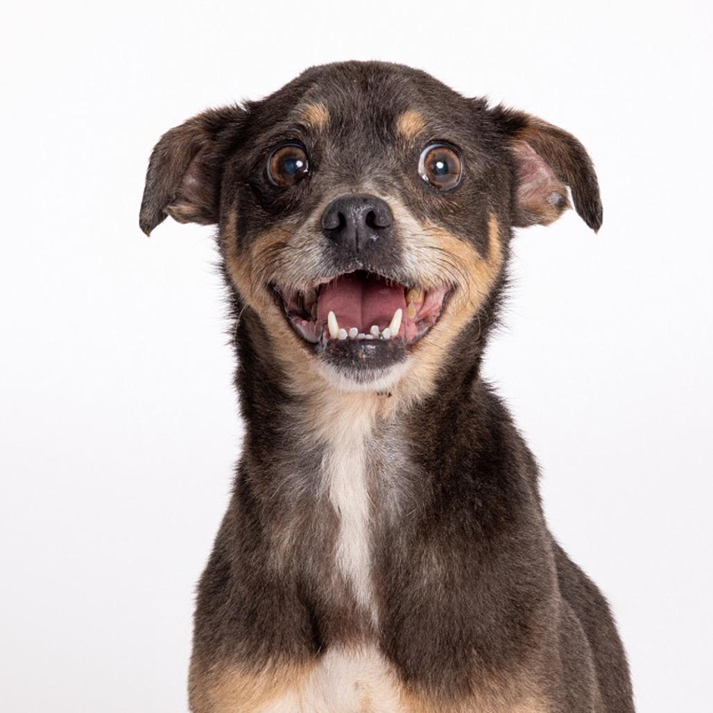 Rocky, a Adoptable Mixed Breed in Leander, TX image 5/5
