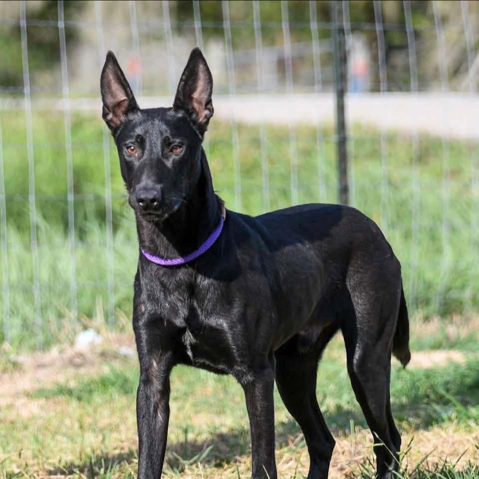 VADER - TRANSPORT AVAILABLE, Adoptable, Young Male Belgian Shepherd / Malinois & Doberman Pinscher.