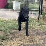 Enlarge VADER - TRANSPORT AVAILABLE, a Adoptable mixed breed in Latham, NY image 5/6