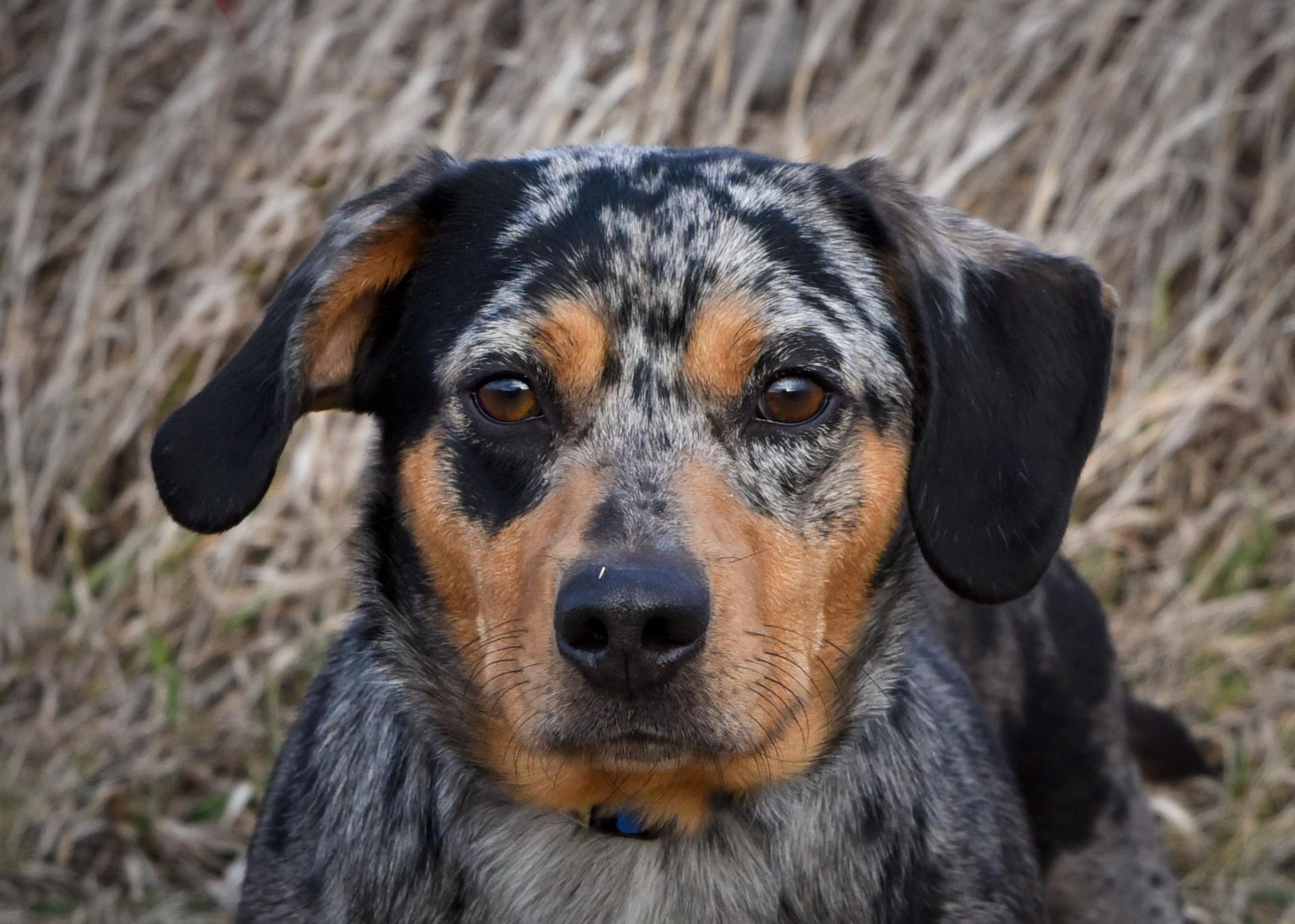 Enlarge Winnie, a ADOPTABLE mixed breed in Jefferson, IA image 3/3