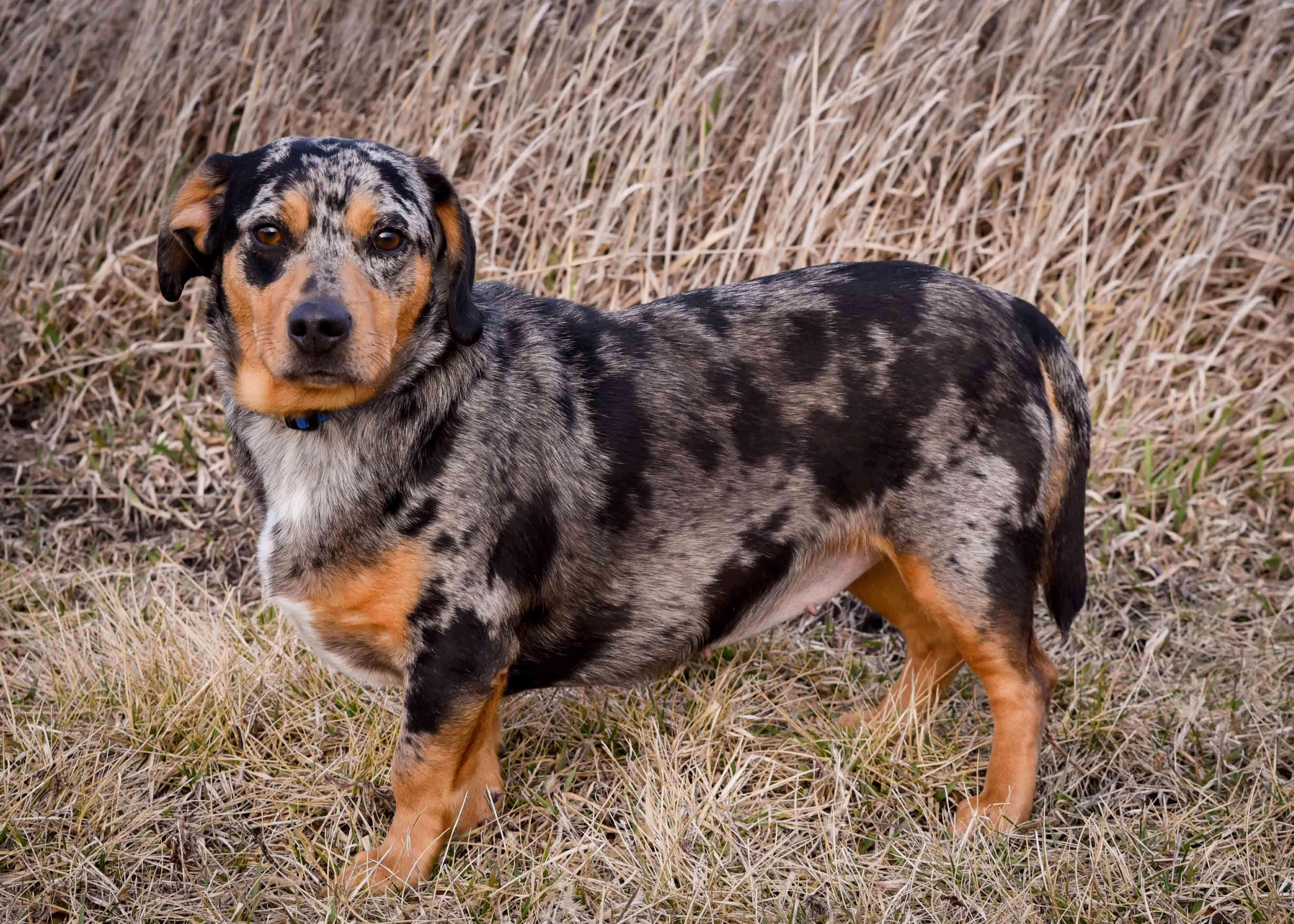 Enlarge Winnie, a ADOPTABLE mixed breed in Jefferson, IA image 2/3