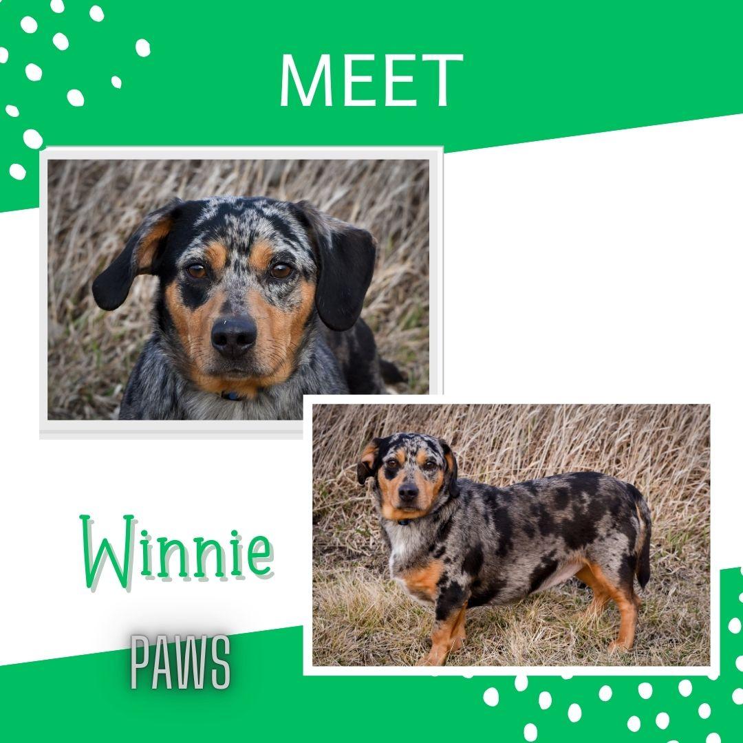 Enlarge Winnie, a ADOPTABLE mixed breed in Jefferson, IA image 1/3