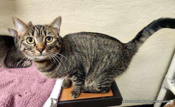 Cleopatra, Adoptable, Adult Female Tabby & Domestic Medium Hair.