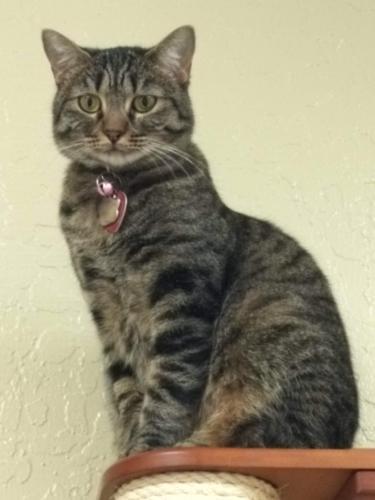 Enlarge Cleopatra, a Adoptable mixed breed in Parlier, CA image 2/6