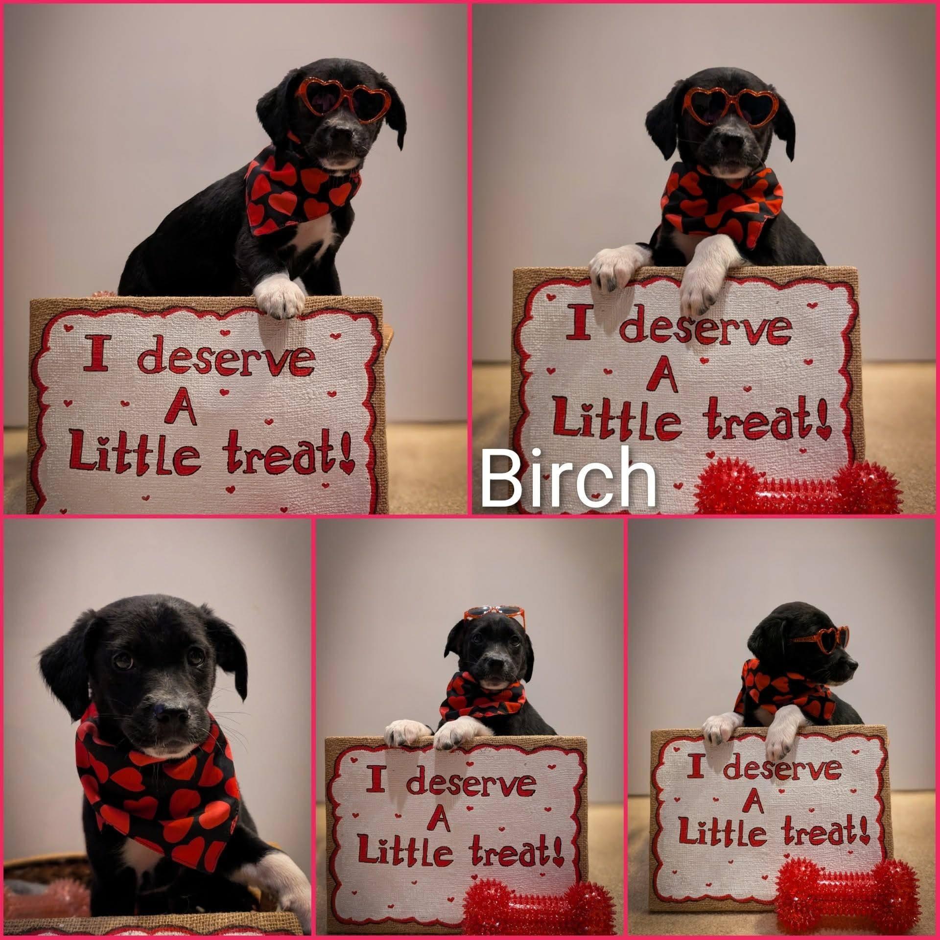 Enlarge Birch, a ADOPTABLE mixed breed in Elkton, MD image 1/1
