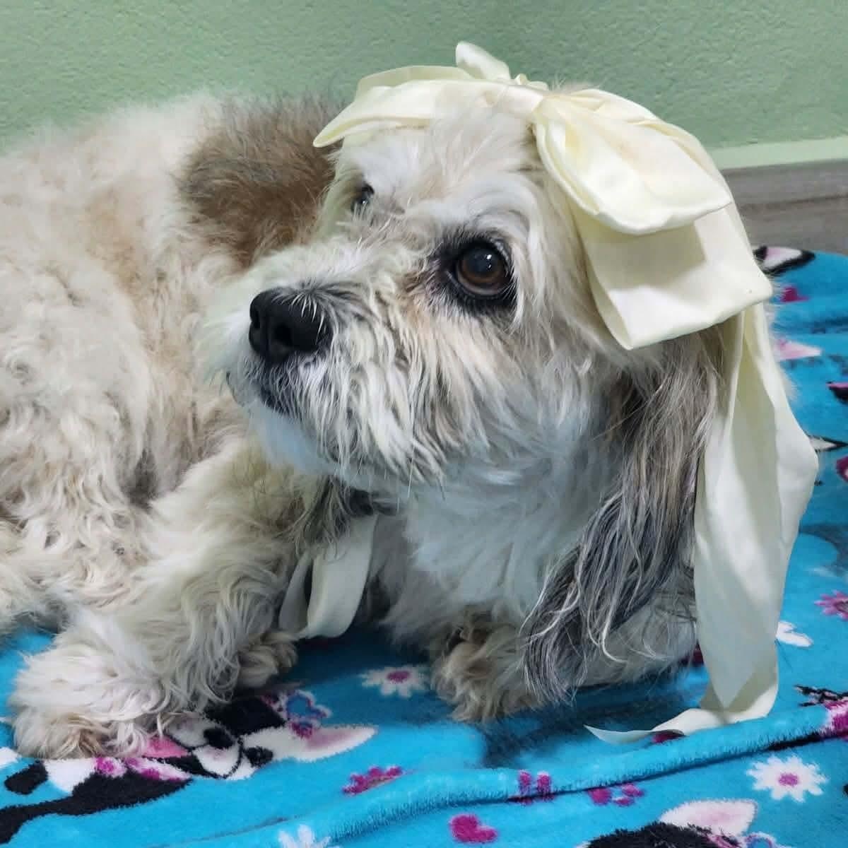 Daisy & Mimi *Bonded Pair* — thumbnail 5