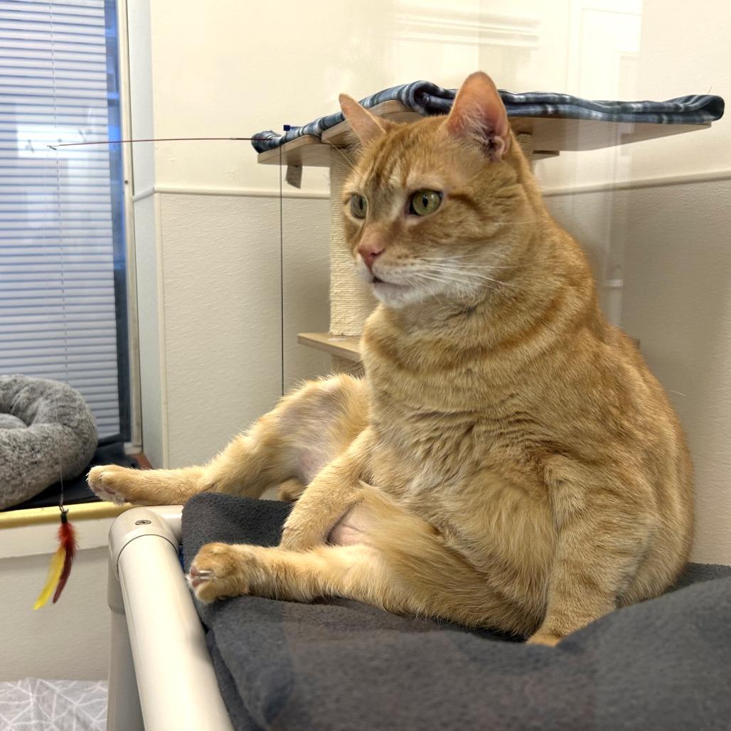 Elliot, Adoptable, Senior Male Domestic Short Hair & Mixed Breed.