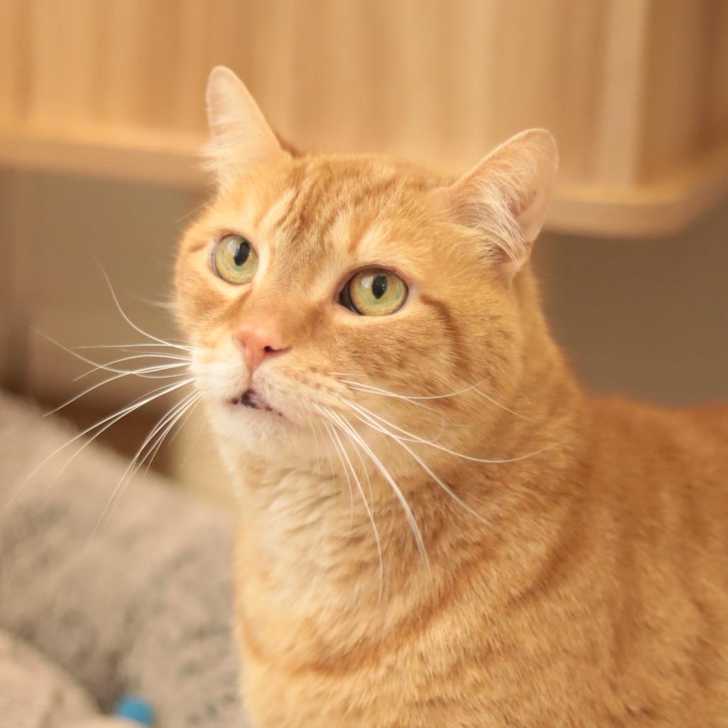 Enlarge Elliot, a Adoptable mixed breed in Philadelphia, PA image 2/6