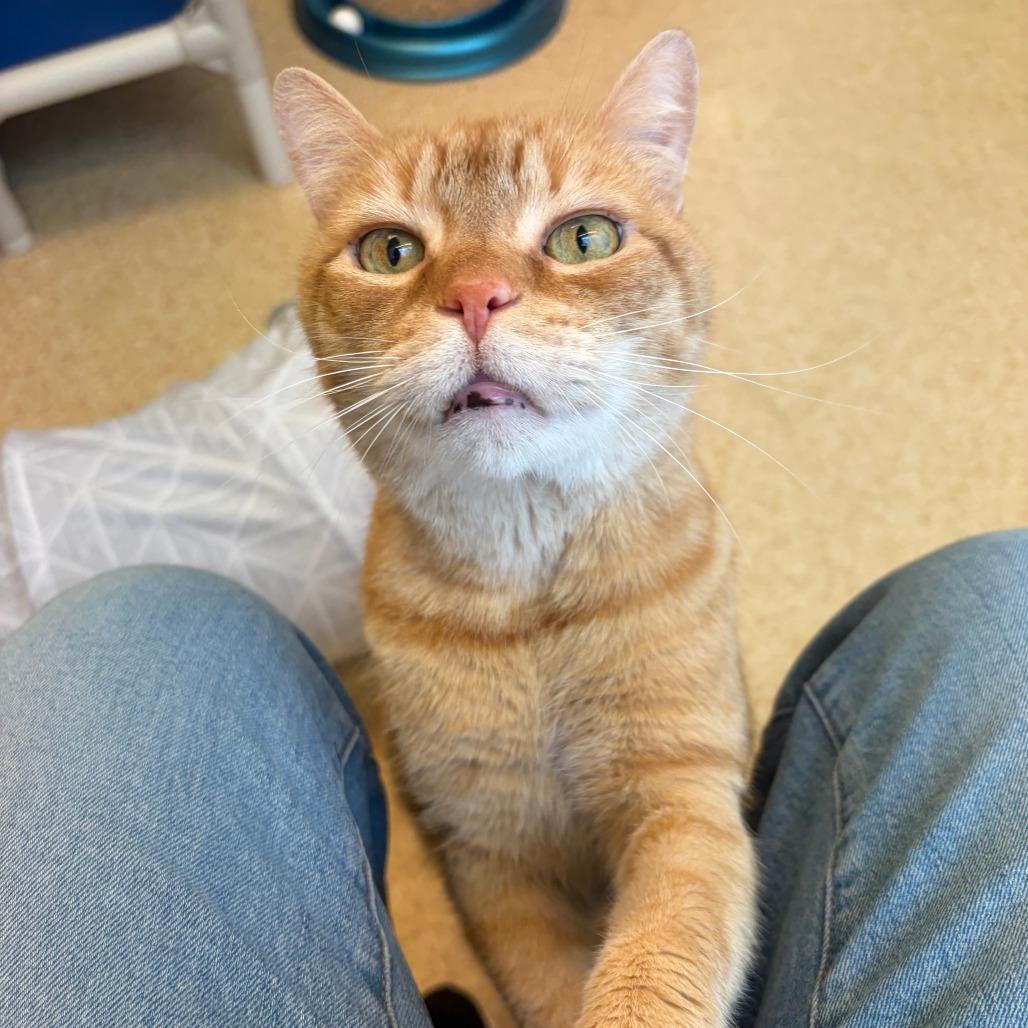 Enlarge Elliot, a Adoptable mixed breed in Philadelphia, PA image 4/6
